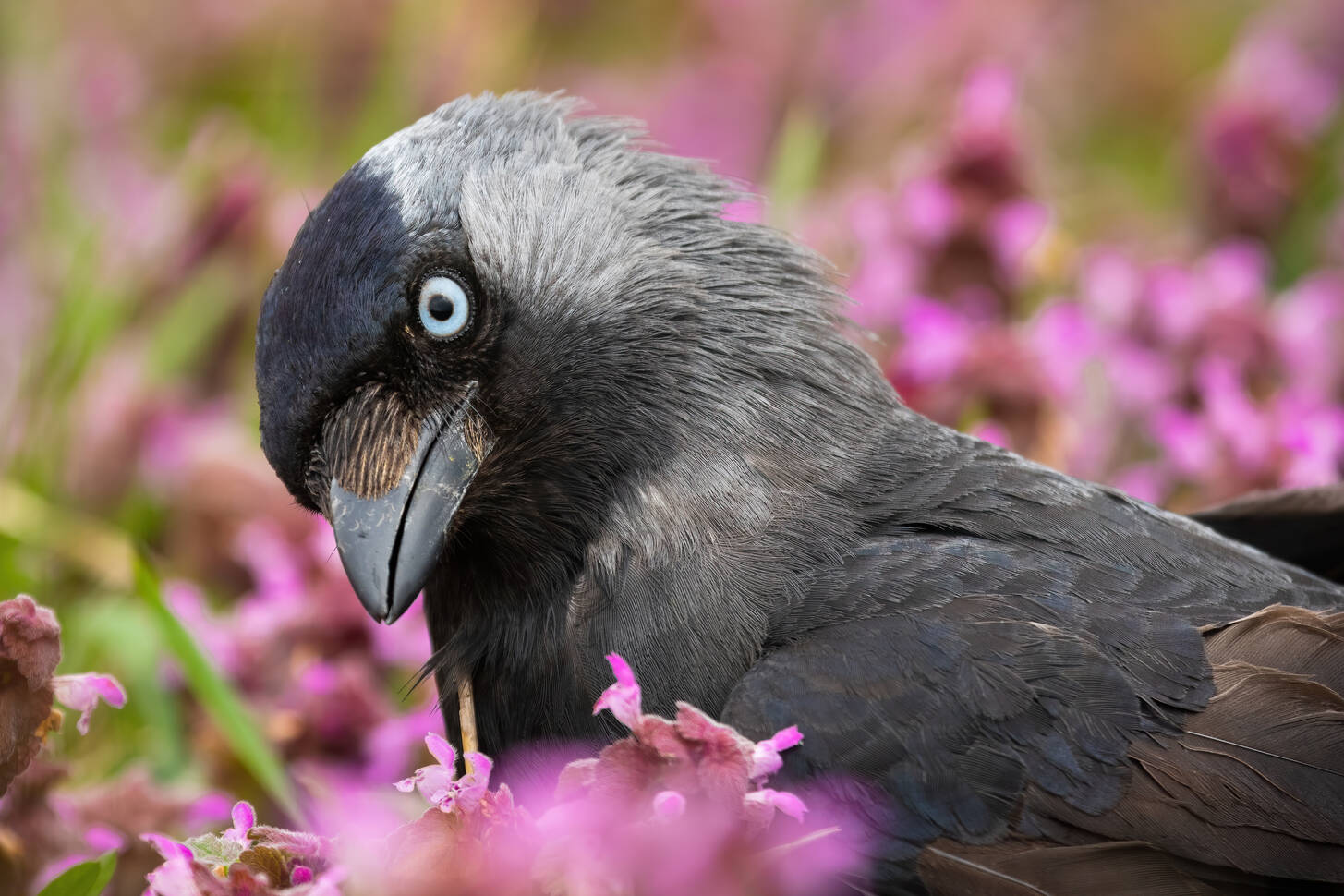 Western jackdaw 