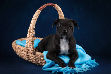 Chiot Staffordshire Bull Terrier