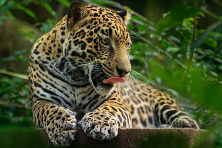 Jaguar relaxându-se