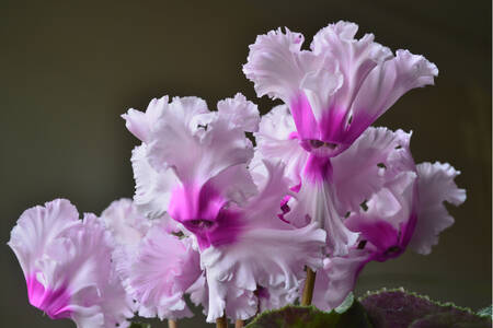 Cyclamens roses