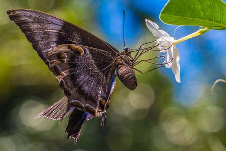 Papillon sur une fleur blanche