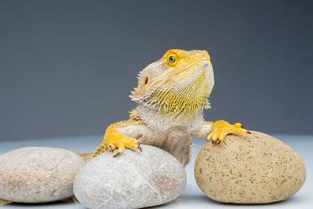 White Bearded Dragon