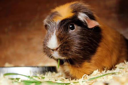 Babi guinea