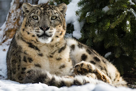 Sněžný leopard na sněhu