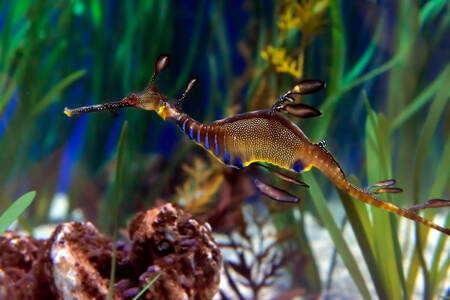 Sea dragon