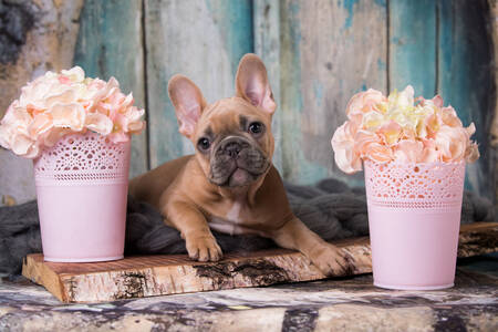 Cachorro y flores