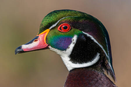 Männliche Carolina-Ente