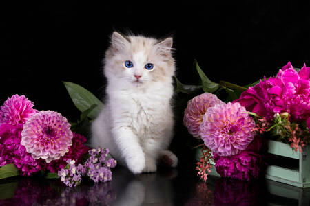 Kitten with pink flowers
