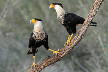 Caracaras Crestados del Norte