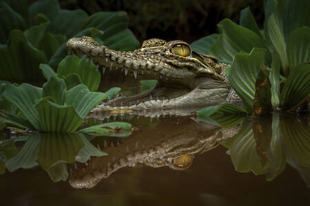 En ung krokodille i vandet