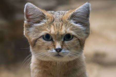 Sand cat