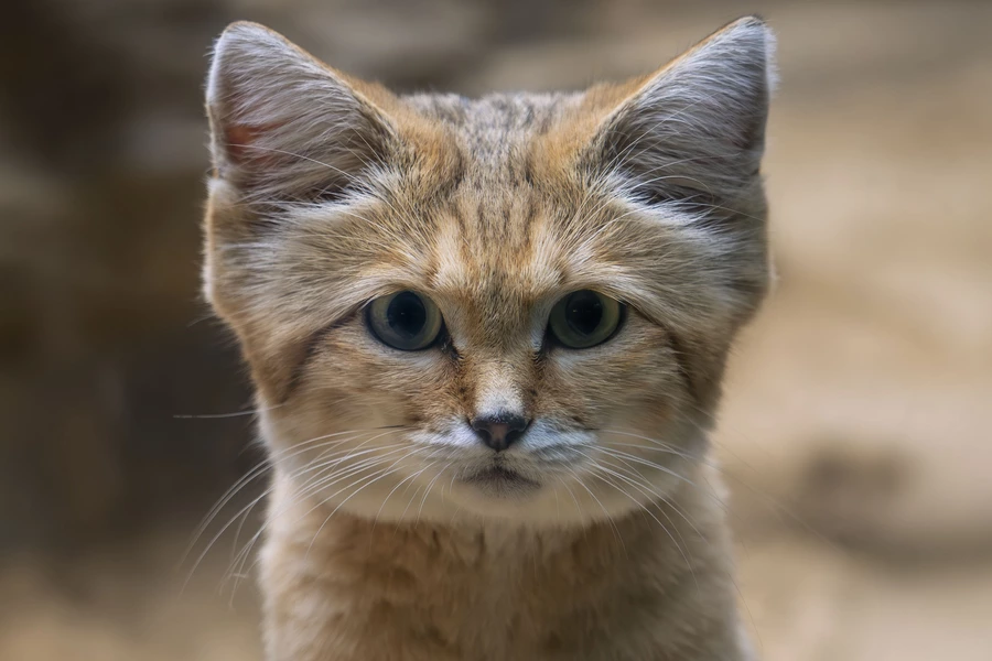 모래고양이