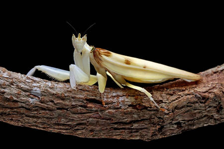 Sarı peygamberdevesi