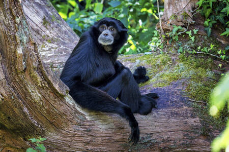 Siamang