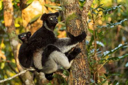 Indri na strome