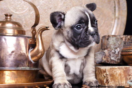 Cute French Bulldog puppy