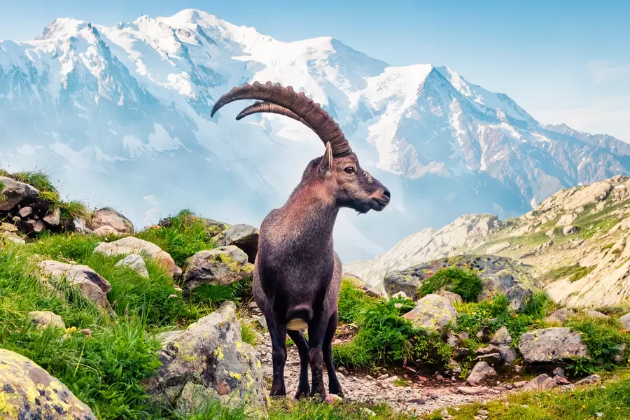 Ibex Alpen