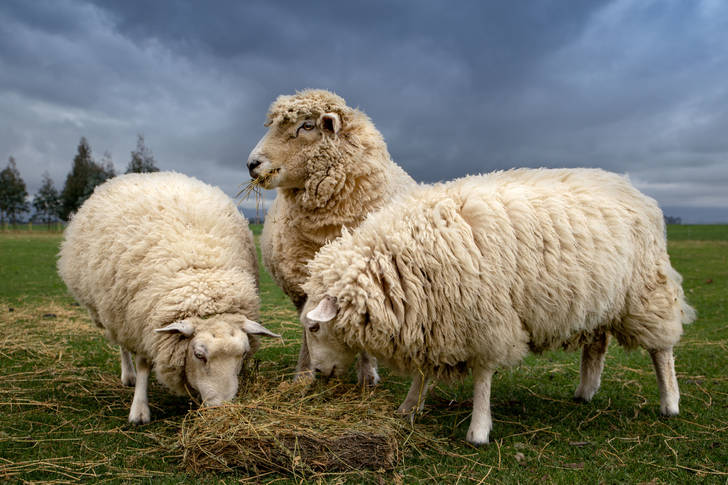 Τα πρόβατα τρώνε σανό
