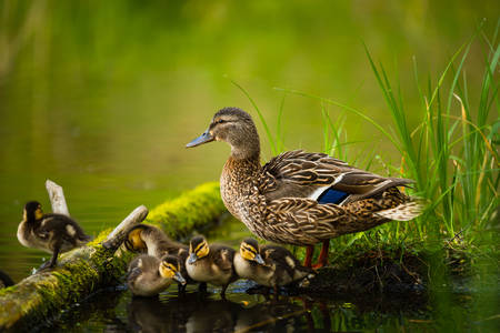 Bebek dengan anak itik kecil