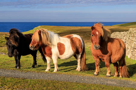 Poneys Shetland