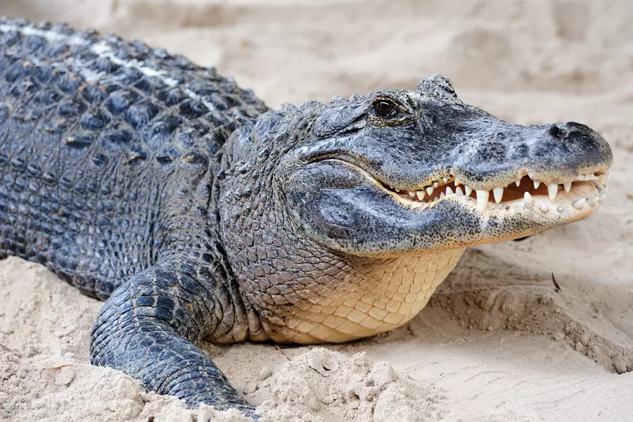 Krokodil