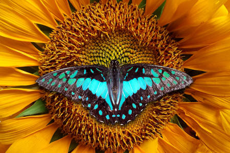 Motyl na słoneczniku