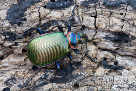 Ground beetle close up
