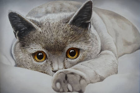 Chat gris britannique