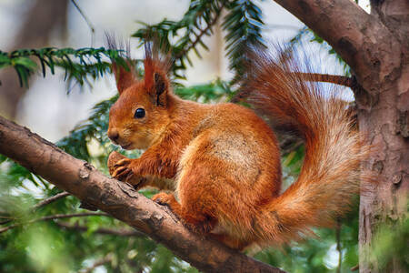 Veverica na drvetu