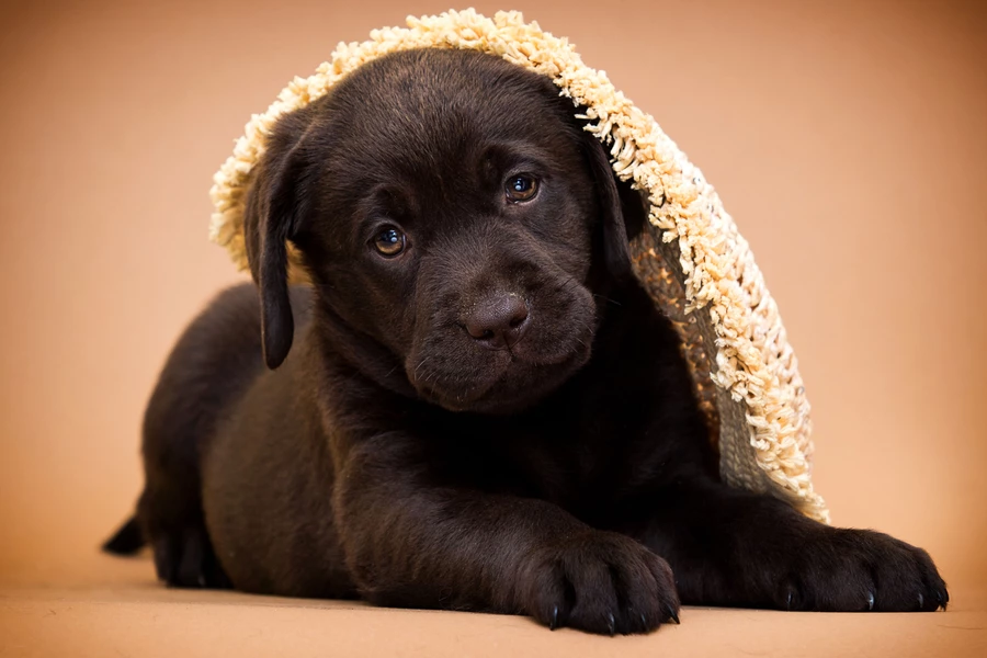 Chocolate Labrador puppy