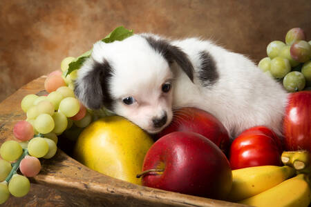 Filhote de cachorro e frutas