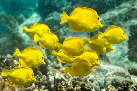 Escola de peixe amarelo
