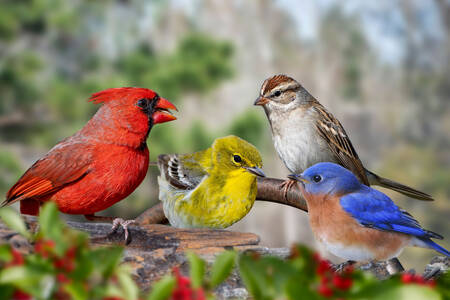 Oiseaux chanteurs