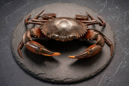 Crab pe o farfurie neagră