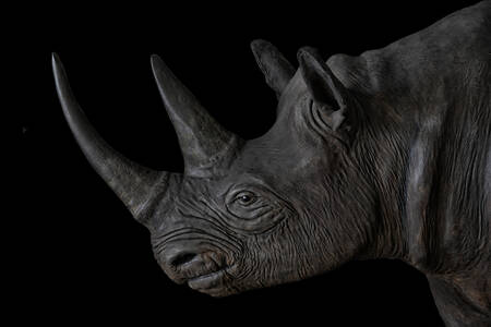 Portrait de rhinocéros