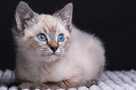 Mavi gözlü küçük gri kedi yavrusu