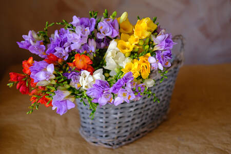Fresia multicolor en una cesta.