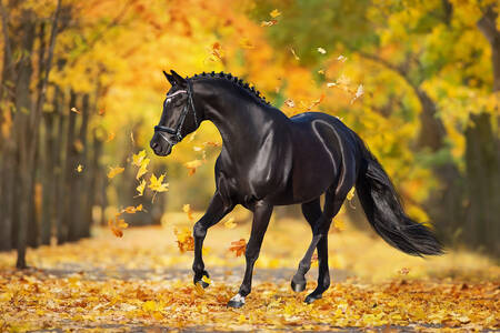 Άλογο στο φθινοπωρινό δάσος