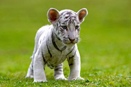 Cucciolo di tigre bianca