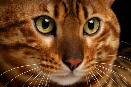 Bengal cat close up