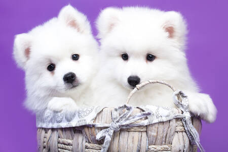 Cachorros Spitz Japonés Blanco