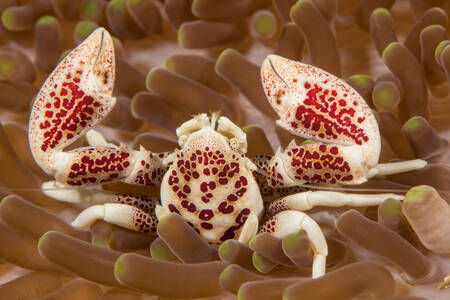 Porcelain crab