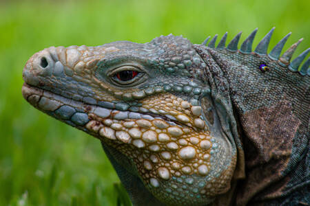 Retrato de una iguana azul