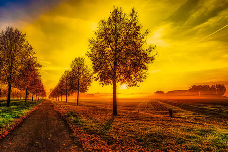 Sonnenaufgang auf der Allee