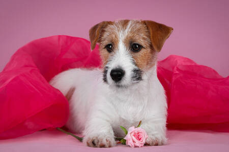 Chiot Jack Russell