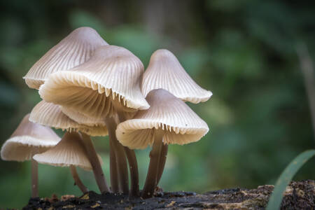 Funghi mycena