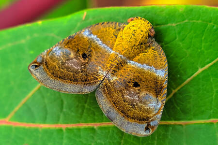 Uma mariposa em uma folha verde