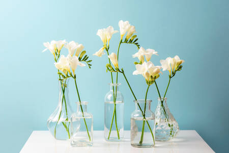 White freesias in glass vases