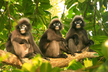 Spectacled langurs in a tree