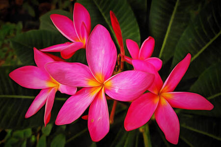 Rosa Plumeria